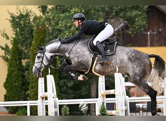 Zangersheider, Mare, 8 years, 17 hh, Grey-Dapple