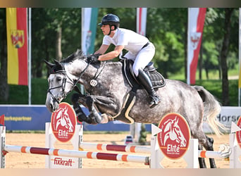 Zangersheider, Mare, 8 years, 17 hh, Grey-Dapple