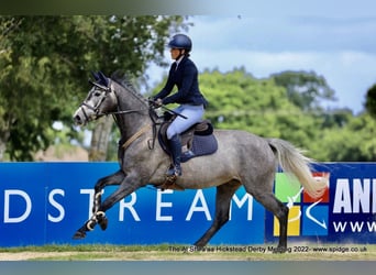 Zangersheider, Mare, 8 years, Grey