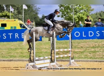 Zangersheider, Mare, 8 years, Grey