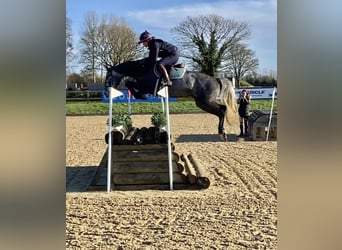Zangersheider, Mare, 8 years, Grey