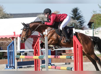 Zangersheider, Mare, 9 years, 15.3 hh, Brown