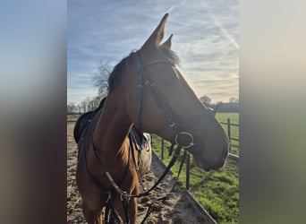 Zangersheider, Mare, 9 years, 15,3 hh, Brown