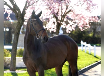 Zangersheider, Mare, 9 years, 16.1 hh, Bay-Dark