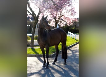 Zangersheider, Mare, 9 years, 16.1 hh, Bay-Dark