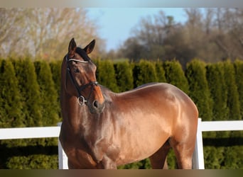 Zangersheider, Mare, 9 years, 16.1 hh, Bay-Dark