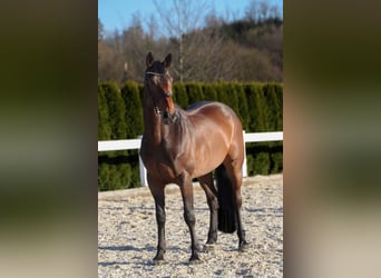 Zangersheider, Mare, 9 years, 16.1 hh, Bay-Dark