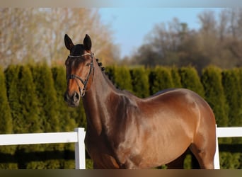 Zangersheider, Mare, 9 years, 16.1 hh, Bay-Dark