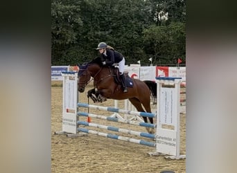 Zangersheider, Mare, 9 years, 16.1 hh, Brown