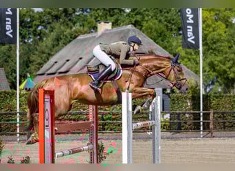 Zangersheider, Mare, 9 years, 16.1 hh, Chestnut-Red