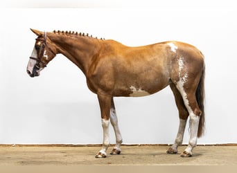 Zangersheider, Mare, 9 years, 16.1 hh, Chestnut-Red