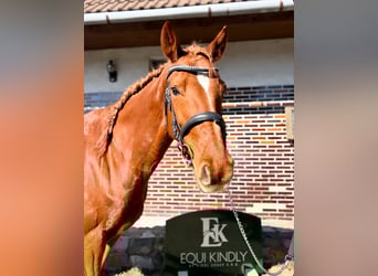 Zangersheider, Mare, 9 years, 16.1 hh, Chestnut