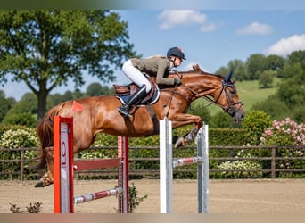 Zangersheider, Mare, 9 years, 16.1 hh, Chestnut