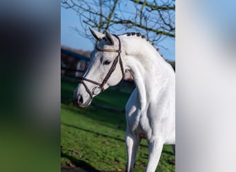 Zangersheider, Mare, 9 years, 16,1 hh, Gray