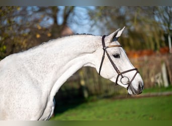 Zangersheider, Mare, 9 years, 16,1 hh, Gray