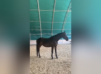 Zangersheider, Mare, 9 years, 16.2 hh, Bay-Dark