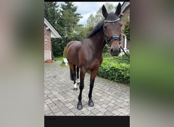 Zangersheider, Mare, 9 years, 16.2 hh, Bay-Dark