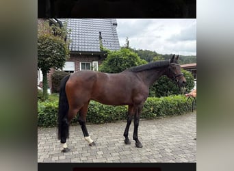 Zangersheider, Mare, 9 years, 16.2 hh, Bay-Dark