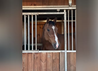 Zangersheider, Mare, 9 years, 16.2 hh, Brown