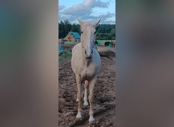 Zangersheider, Mare, 9 years, 16.2 hh, Palomino