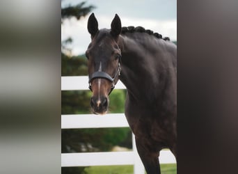 Zangersheider, Mare, 9 years, 16.3 hh, Bay-Dark