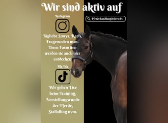 Zangersheider, Mare, 9 years, 16.3 hh, Bay-Dark