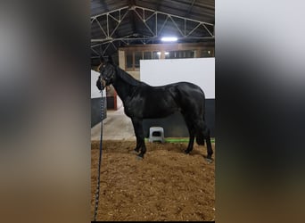 Zangersheider, Mare, 9 years, 16,3 hh, Black