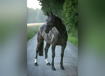 Zangersheider, Mare, 9 years, 16 hh, Black