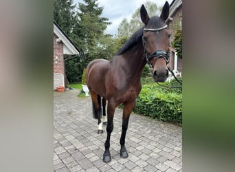 Zangersheider, Mare, 9 years, 16,1 hh, Brown