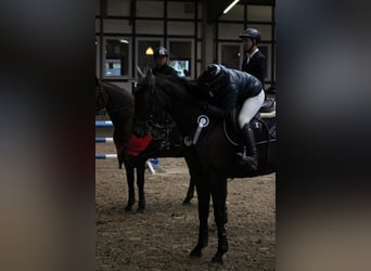 Zangersheider, Mare, 9 years, 16,1 hh, Brown