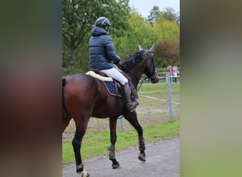 Zangersheider, Mare, 9 years, 16,1 hh, Brown