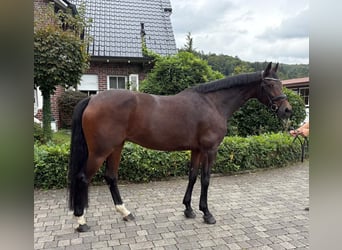 Zangersheider, Mare, 9 years, 16,1 hh, Brown