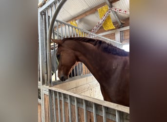 Zangersheider, Mare, 9 years, 16,1 hh, Chestnut
