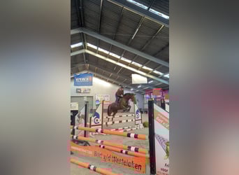 Zangersheider, Mare, 9 years, 16,1 hh, Chestnut-Red