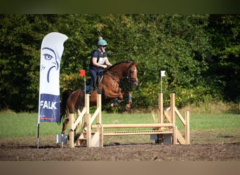 Zangersheider, Mare, 9 years, 16,1 hh, Chestnut-Red