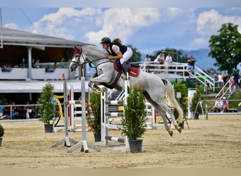 Zangersheider, Mare, 9 years, 16,1 hh, Gray