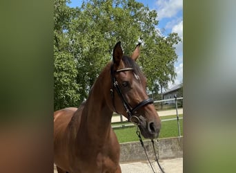 Zangersheider, Mare, 9 years, 16,2 hh, Brown