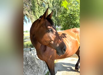 Zangersheider, Mare, 9 years, 16,2 hh, Brown