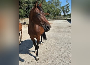 Zangersheider, Mare, 9 years, 16,2 hh, Brown