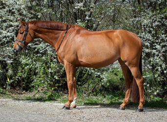 Zangersheider, Mare, 9 years, 16,3 hh, Chestnut-Red