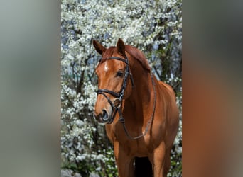 Zangersheider, Mare, 9 years, 16,3 hh, Chestnut-Red