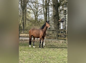 Zangersheider, Mare, 9 years, 17 hh, Brown