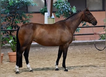 Zangersheider, Mare, 9 years, Bay