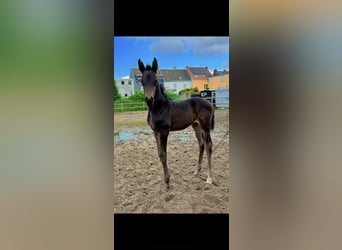 Zangersheider, Mare, Foal (04/2024), 12,2 hh, Bay-Dark