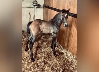 Zangersheider, Mare, Foal (04/2026), 16.1 hh, Bay-Dark