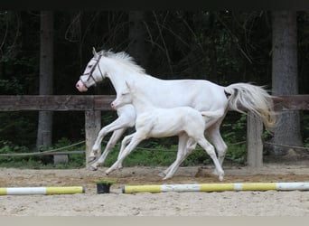 Zangersheider, Stute, Fohlen (04/2024), 16,1 hh, White