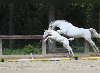 Zangersheider, Stute, Fohlen (04/2024), 16,1 hh, White