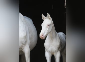 Zangersheider, Stute, Fohlen (04/2024), 16,1 hh, White