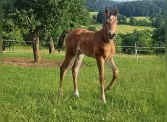 Zangersheider, Mare, Foal (06/2026), 16.2 hh, Brown
