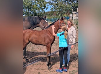 Zangersheider, Mare, Foal (06/2026), 16.2 hh, Brown